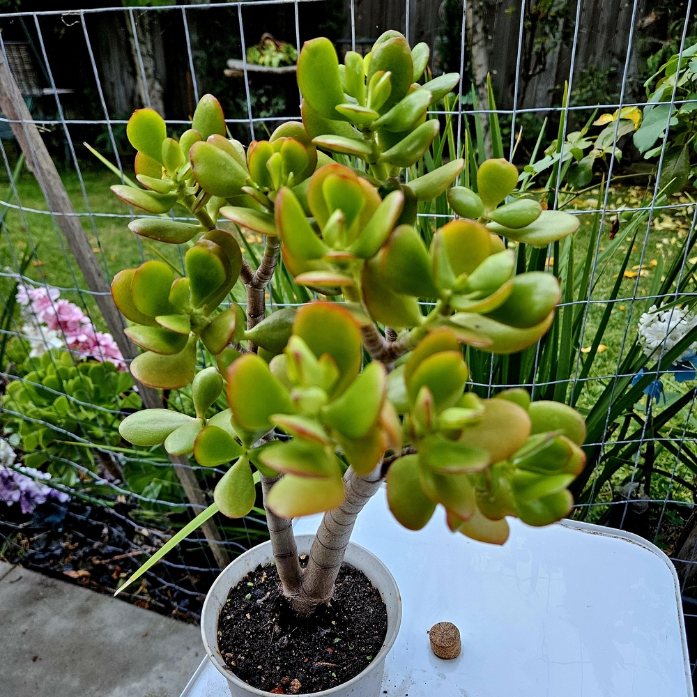 Botany Bay Jade - Picture 6 of 6